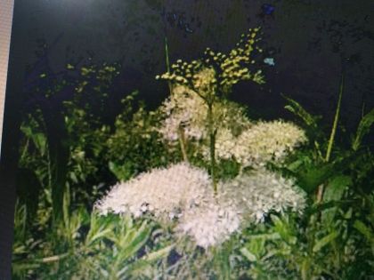 БЛАТЕН ТЪЖНИК – Брястолистно Орехче, Отвратниче (Filipendula Ulmaria L.)