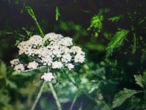 КАМЕНОЛОМКА корен – (Pimpinella Saxifagra)